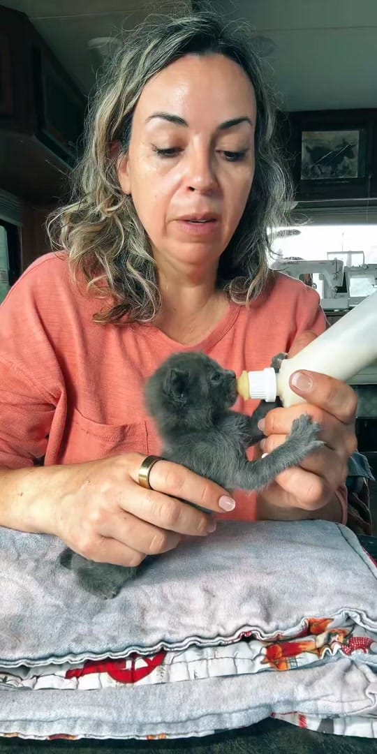 Post 2 by Animal rescue & rehab Comfort on TikTok (video)
