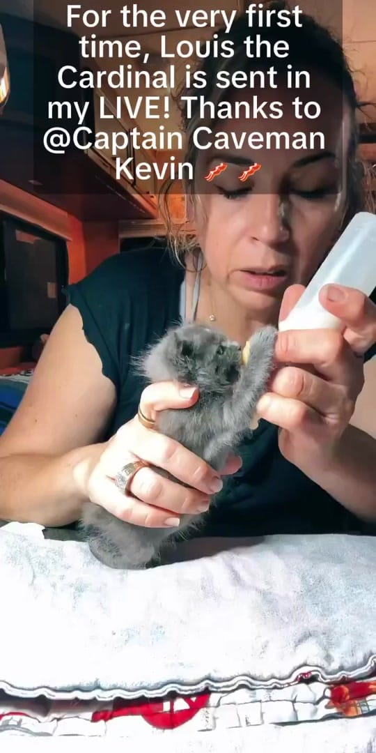 Post 3 by Animal rescue & rehab Comfort on TikTok (video)