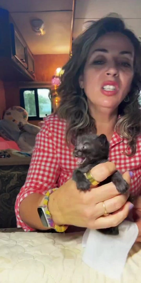 Post 9 by Animal rescue & rehab Comfort on TikTok (video)