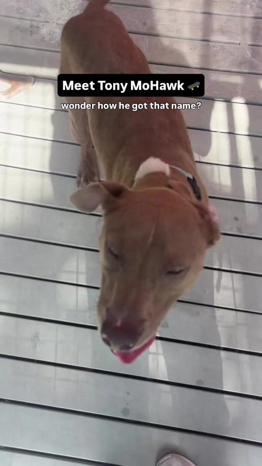 Post 1 by Nate’s Honor Animal Rescue on TikTok (video)