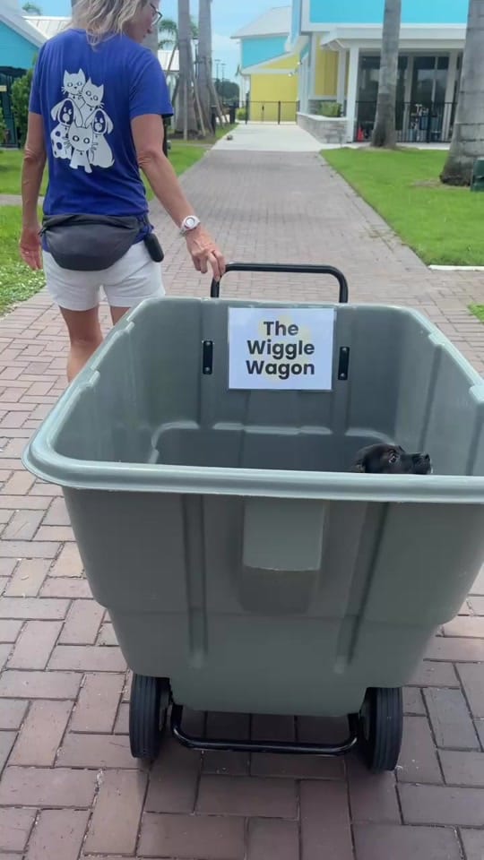 Post 3 by Nate’s Honor Animal Rescue on TikTok (video)