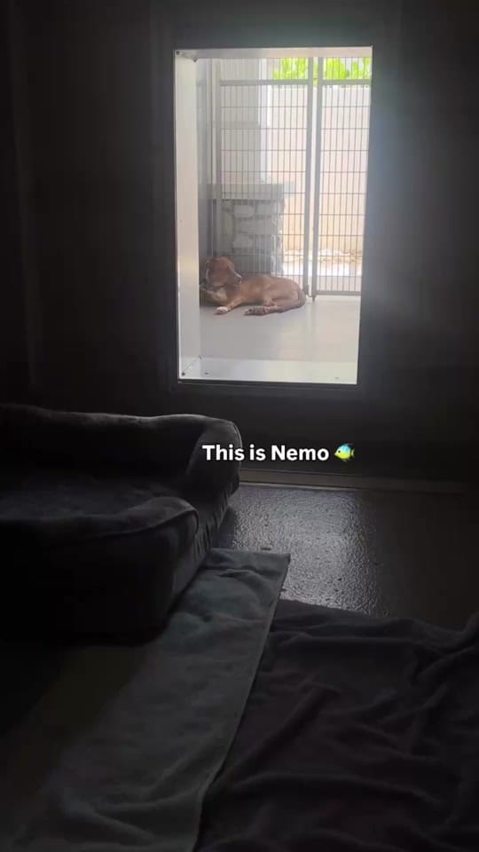 Post 7 by Nate’s Honor Animal Rescue on TikTok (video)