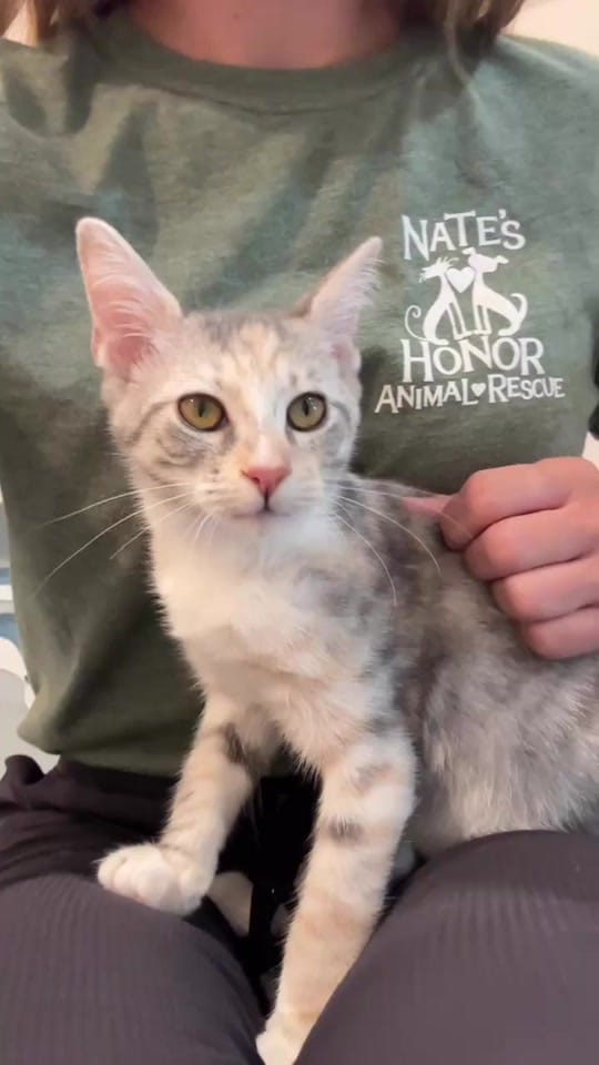 Post 4 by Nate’s Honor Animal Rescue on TikTok (video)