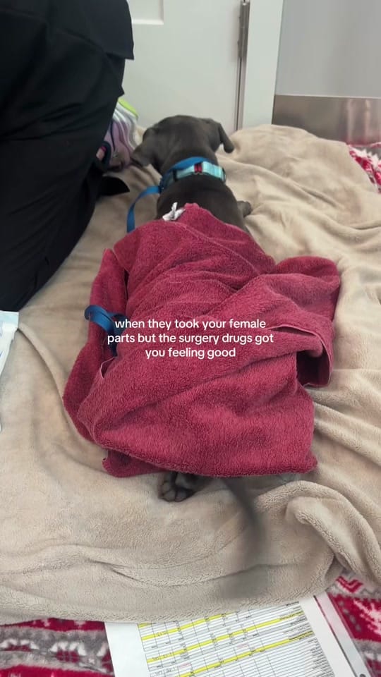 Post 6 by Nate’s Honor Animal Rescue on TikTok (video)