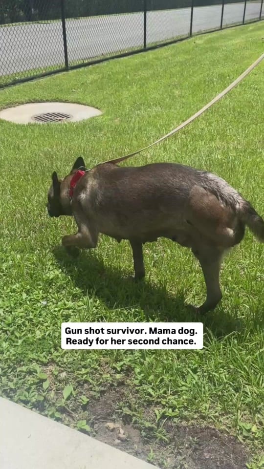 Post 5 by Nate’s Honor Animal Rescue on TikTok (video)