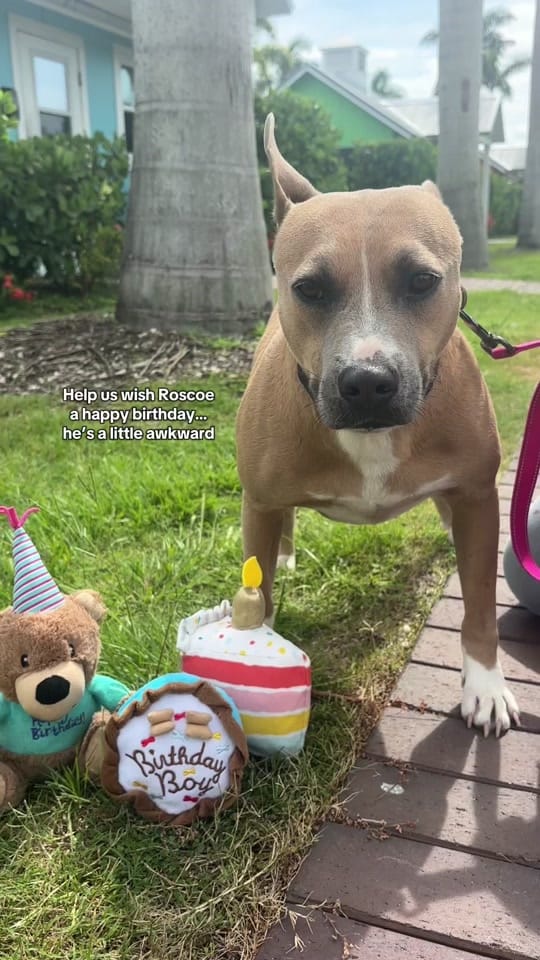 Post 10 by Nate’s Honor Animal Rescue on TikTok (video)