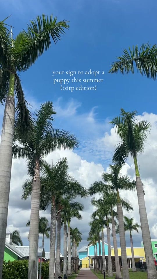 Post 8 by Nate’s Honor Animal Rescue on TikTok (video)
