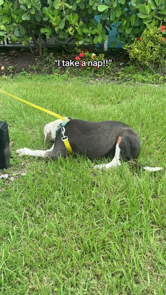 Post 9 by Nate’s Honor Animal Rescue on TikTok (video)