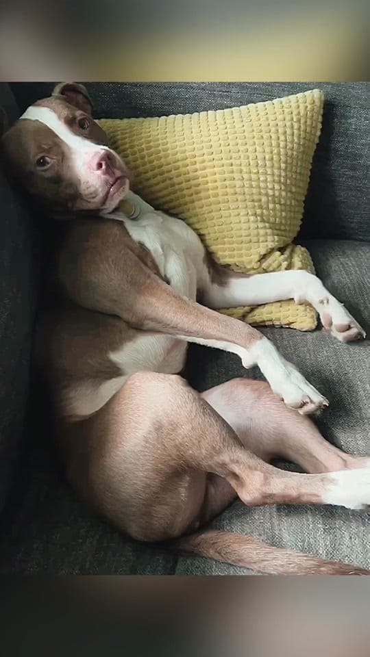 Post 1 by PUPS AND DOWNS on TikTok (video)