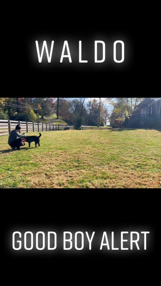 Post 4 by PUPS AND DOWNS on TikTok (video)