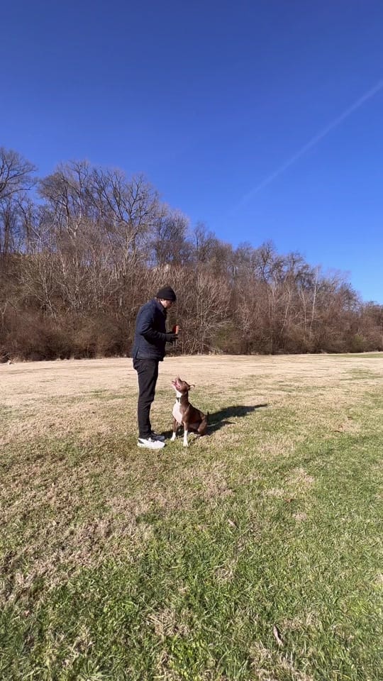 Post 5 by PUPS AND DOWNS on TikTok (video)