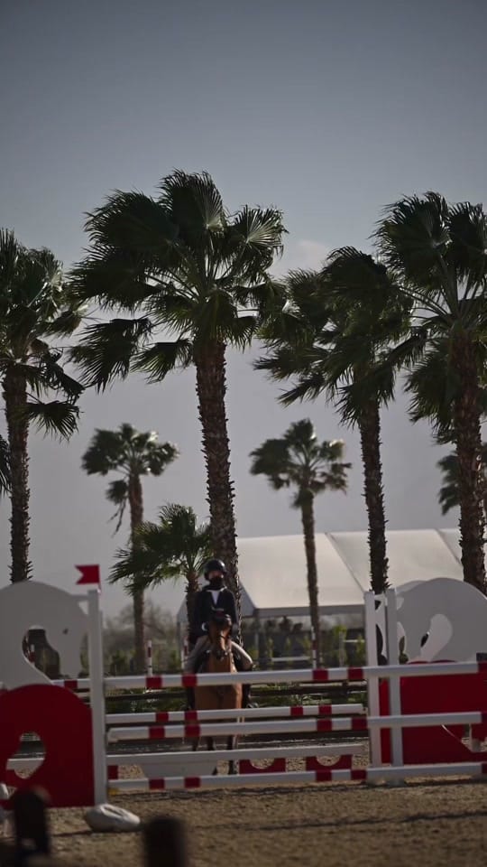 Post 1 by American Equus on TikTok (video)