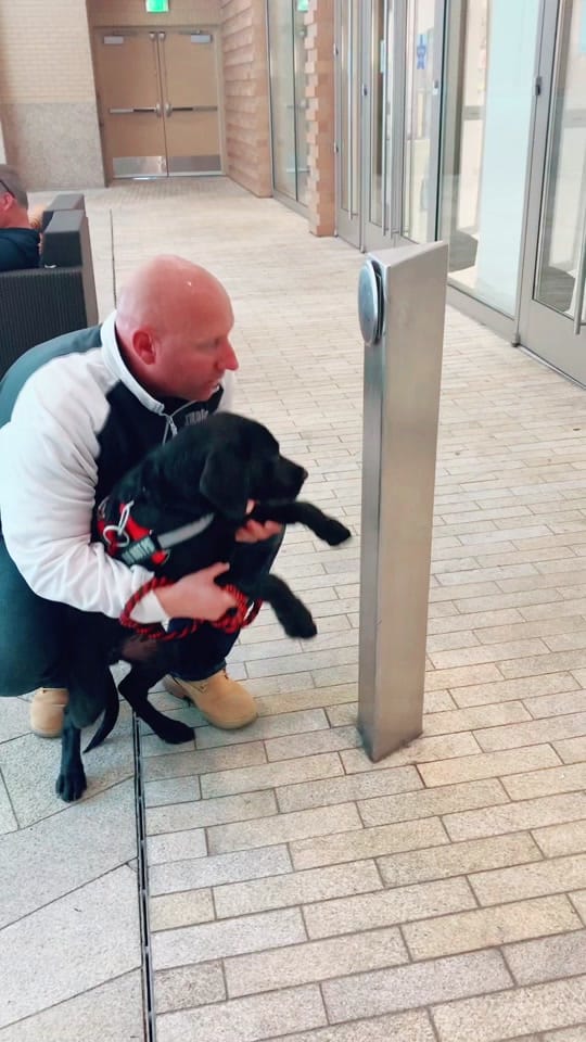 Post 10 by Valor The Service Dog 🐕‍🦺 on TikTok (video)