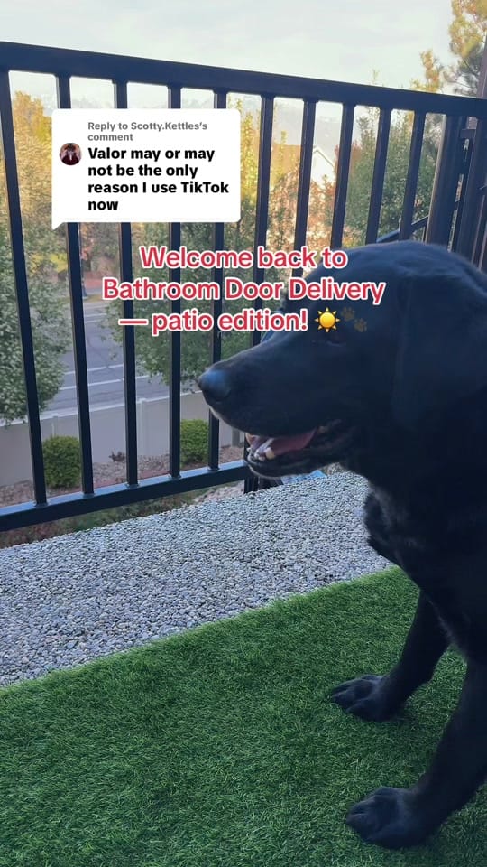 Post 7 by Valor The Service Dog 🐕‍🦺 on TikTok (video)