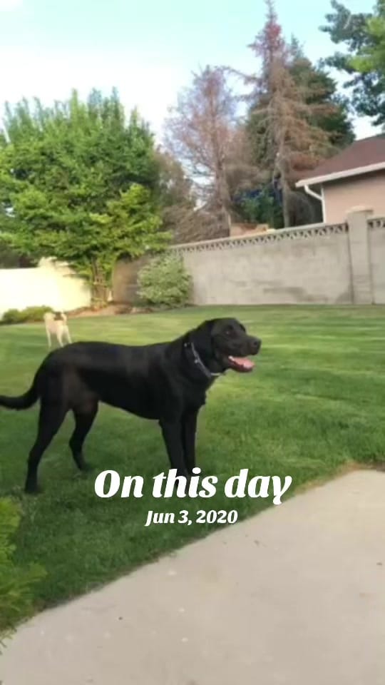 Post 1 by Valor The Service Dog 🐕‍🦺 on TikTok (video)