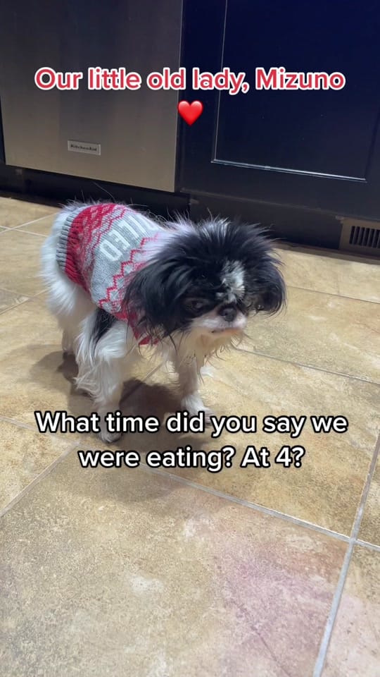 Post 9 by Valor The Service Dog 🐕‍🦺 on TikTok (video)