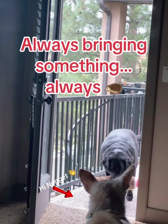 Post 6 by Valor The Service Dog 🐕‍🦺 on TikTok (video)