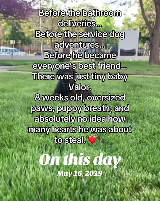 Post 3 by Valor The Service Dog 🐕‍🦺 on TikTok (video)