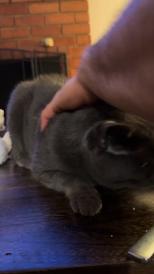 Post 3 by Dr.EvanAntin on TikTok (video)
