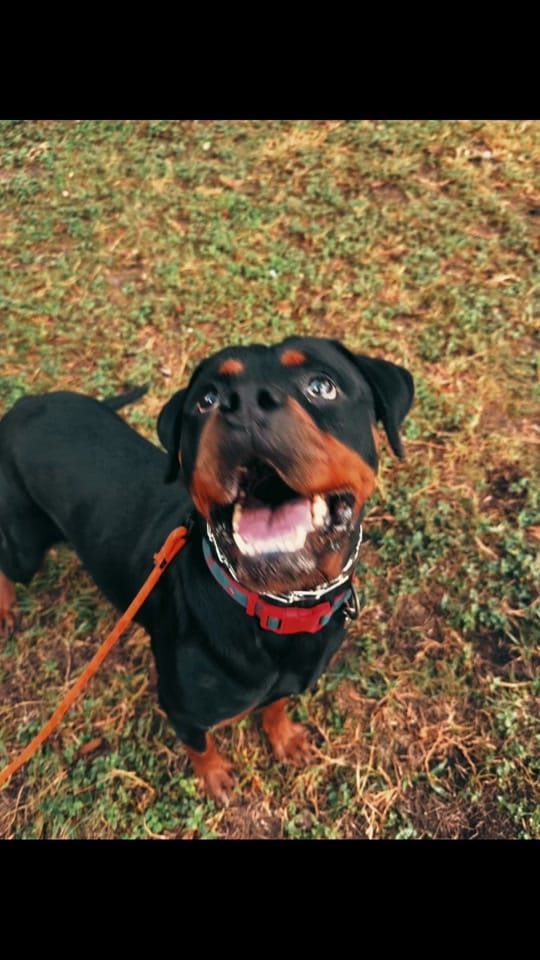 Post 5 by Good Woofer K9 on TikTok (video)
