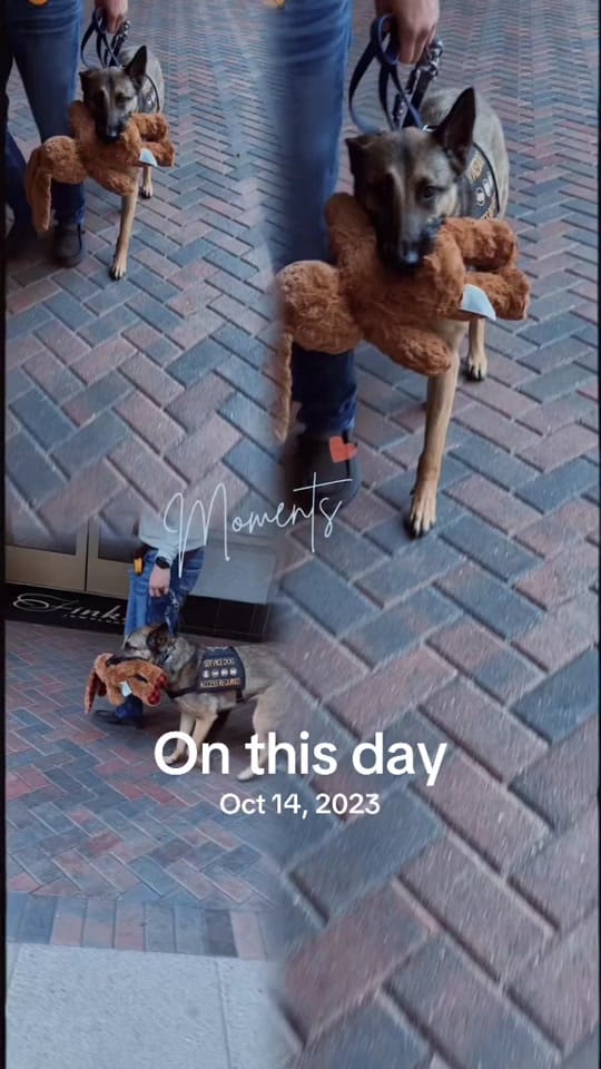 Post 7 by Good Woofer K9 on TikTok (video)
