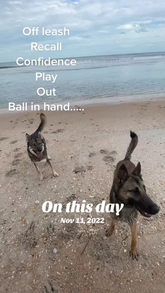Post 4 by Good Woofer K9 on TikTok (video)