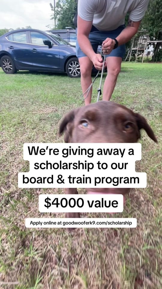 Post 1 by Good Woofer K9 on TikTok (video)