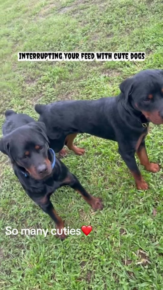 Post 8 by Good Woofer K9 on TikTok (video)