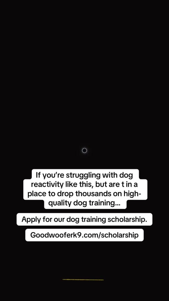 Post 2 by Good Woofer K9 on TikTok (video)