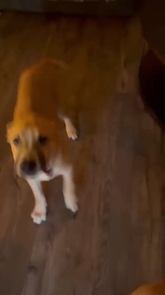 Post 3 by FW Abandoned Animal Alliance on TikTok (video)