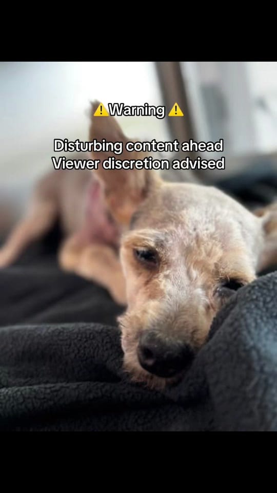 Post 6 by FW Abandoned Animal Alliance on TikTok (video)