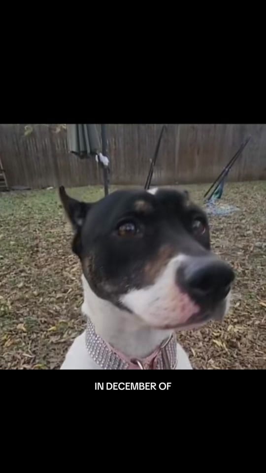 Post 10 by FW Abandoned Animal Alliance on TikTok (video)