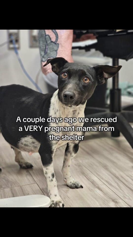 Post 4 by FW Abandoned Animal Alliance on TikTok (video)