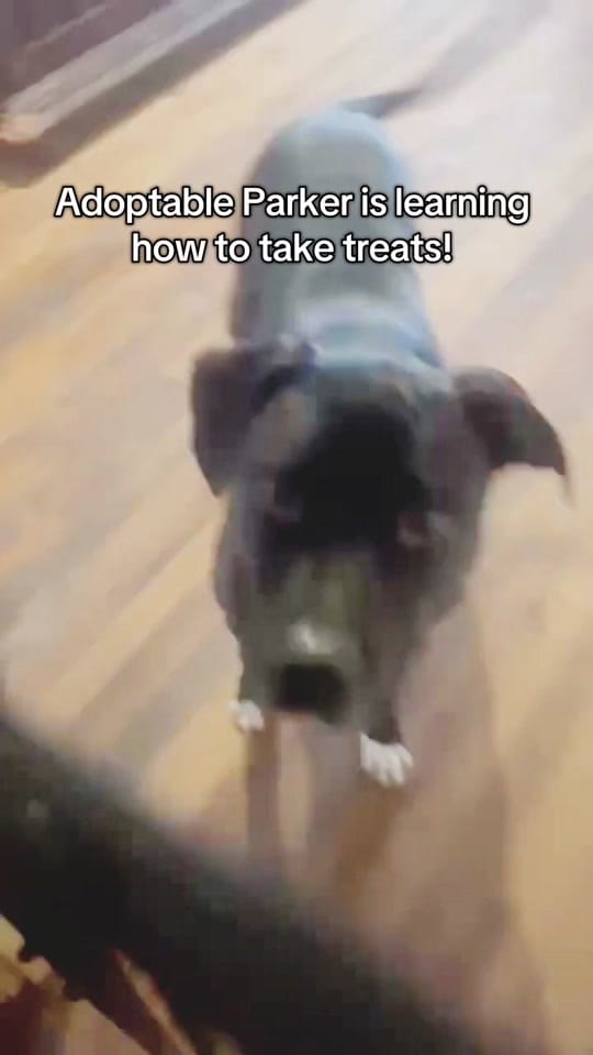 Post 5 by FW Abandoned Animal Alliance on TikTok (video)
