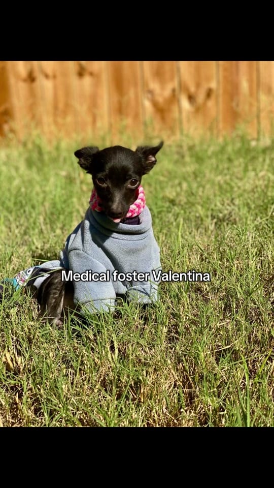 Post 9 by FW Abandoned Animal Alliance on TikTok (video)