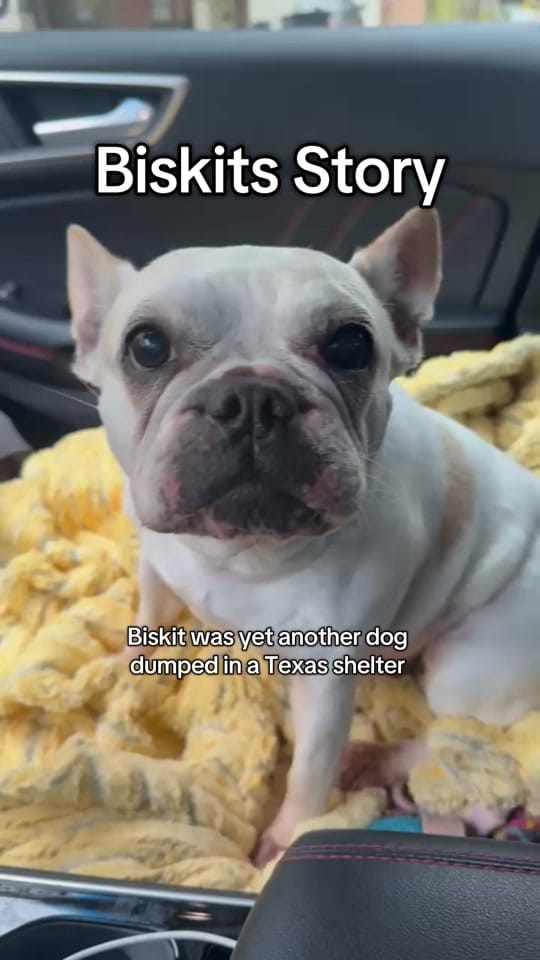 Post 8 by FW Abandoned Animal Alliance on TikTok (video)