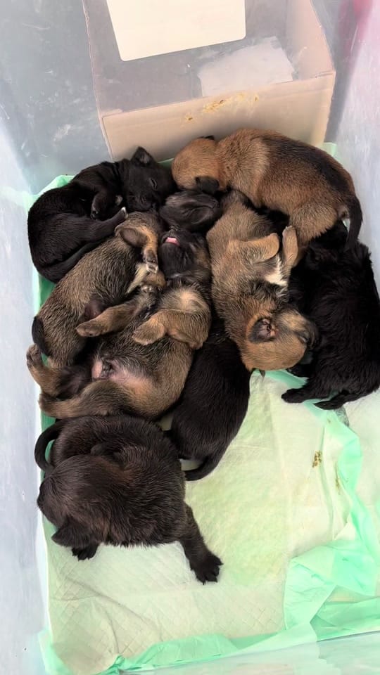 Post 7 by FW Abandoned Animal Alliance on TikTok (video)
