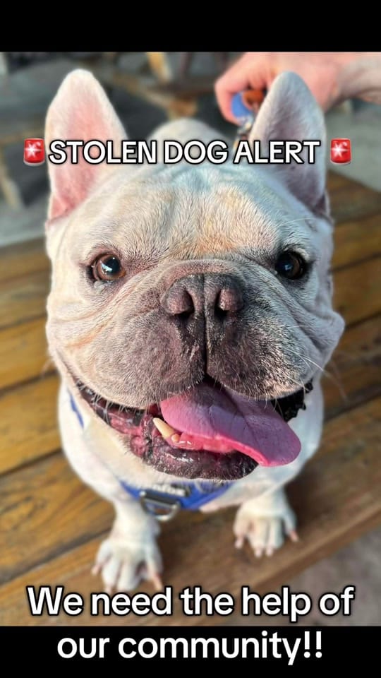 Post 2 by FW Abandoned Animal Alliance on TikTok (video)