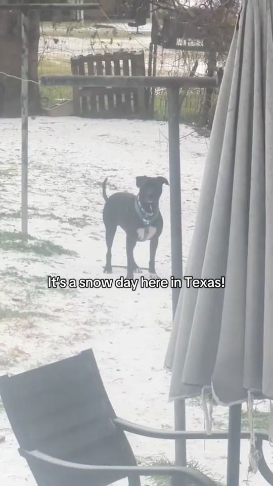 Post 1 by FW Abandoned Animal Alliance on TikTok (video)