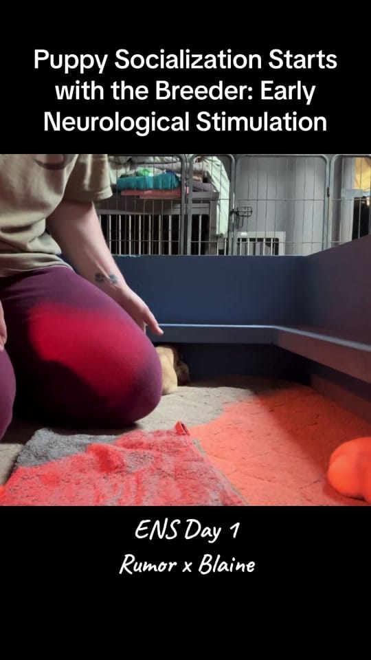 Post 7 by Jessie on TikTok (video)