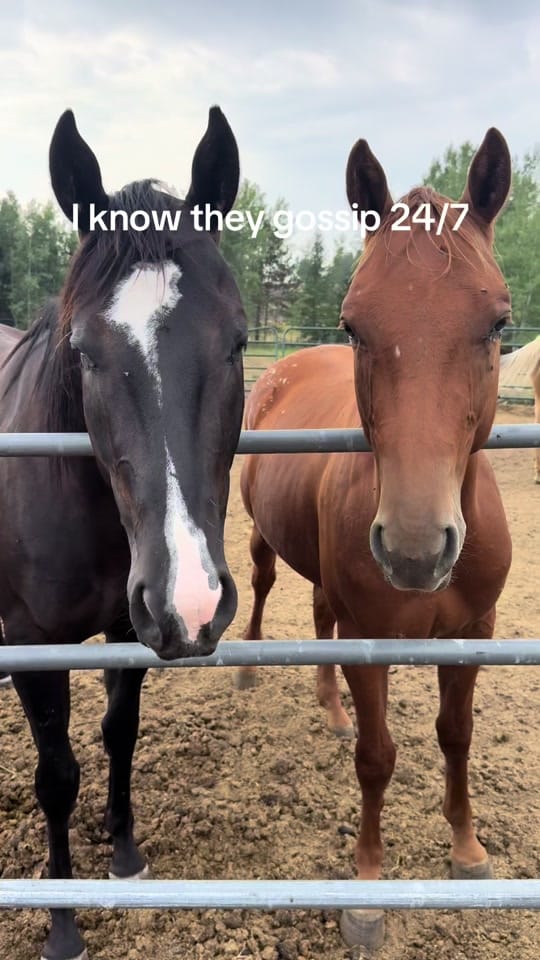 Post 6 by Montana _hannah406 on TikTok (video)