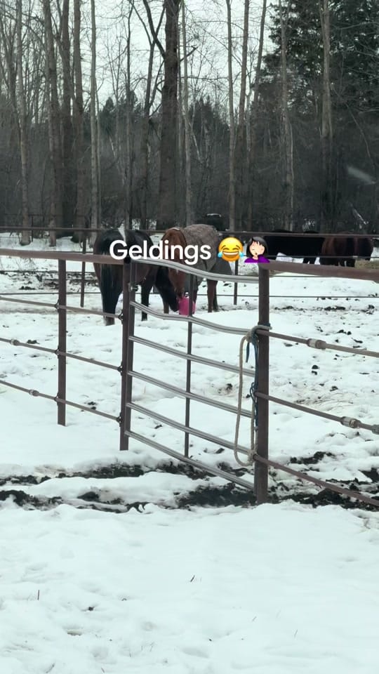 Post 7 by Montana _hannah406 on TikTok (video)