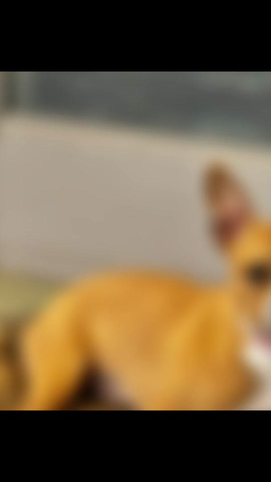 Post 7 by Anti-Cruelty on TikTok (video)