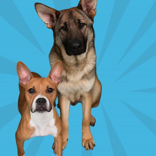 Post 3 by Anti-Cruelty on TikTok (video)