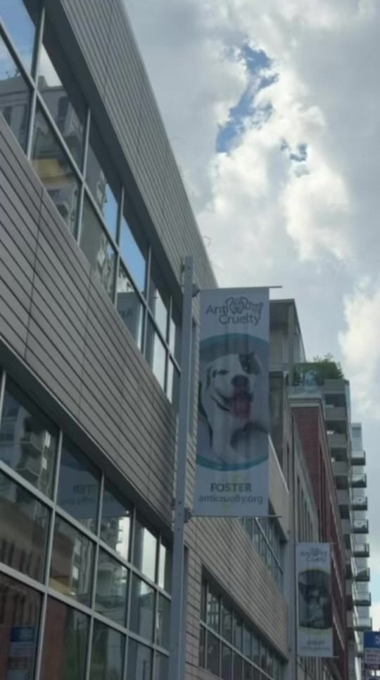 Post 9 by Anti-Cruelty on TikTok (video)