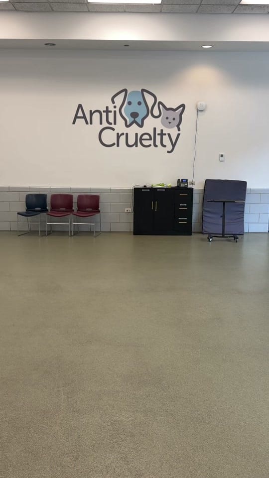 Post 2 by Anti-Cruelty on TikTok (video)