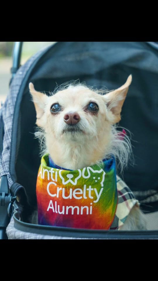 Post 5 by Anti-Cruelty on TikTok (video)