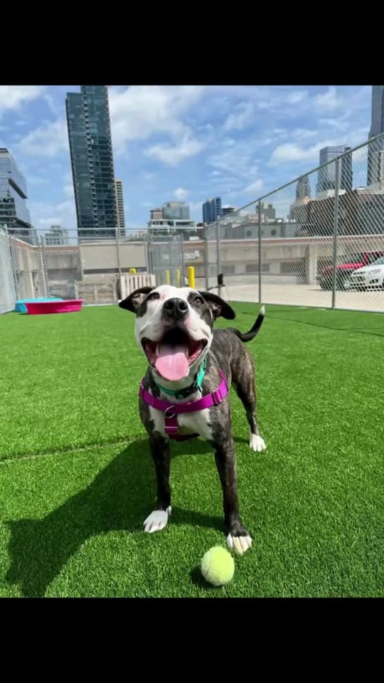 Post 4 by Anti-Cruelty on TikTok (video)