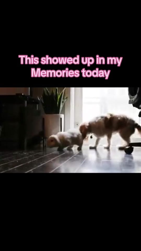 Post 7 by Hannah Carl on TikTok (video)