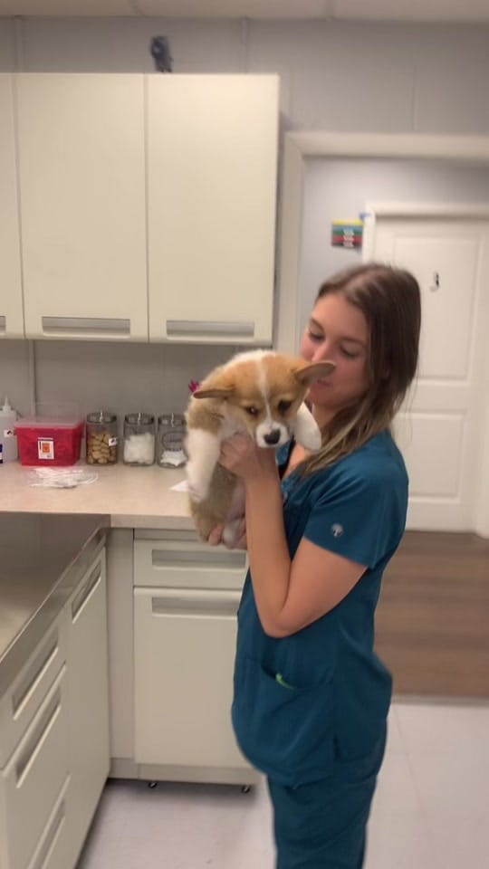 Post 2 by HardingAnimalHospital on TikTok (video)